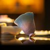Zi Qiong Starry Sky Flower Tea Cup-5