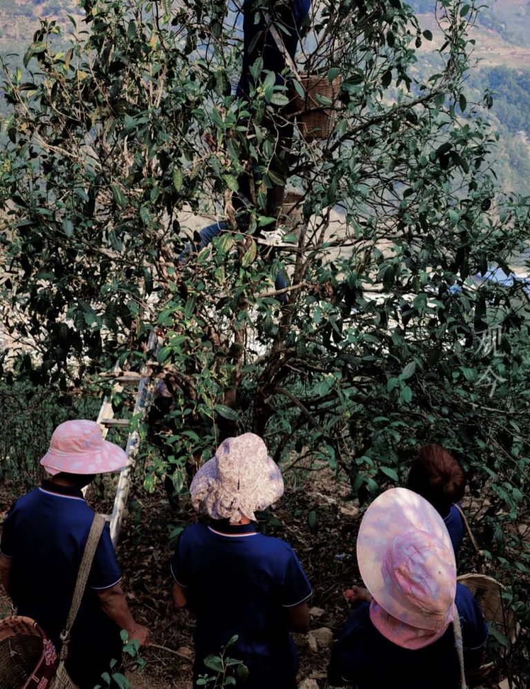 Why is Pu Erh Tea So Expensive? Understanding the Scarcity and Quality Control Factors