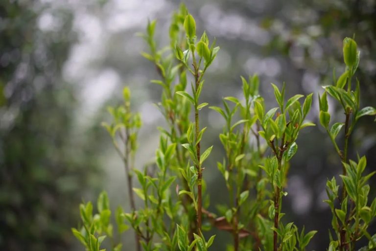 The Aftertaste and Sweetness of Pu Erh Tea: Are They the Same?
