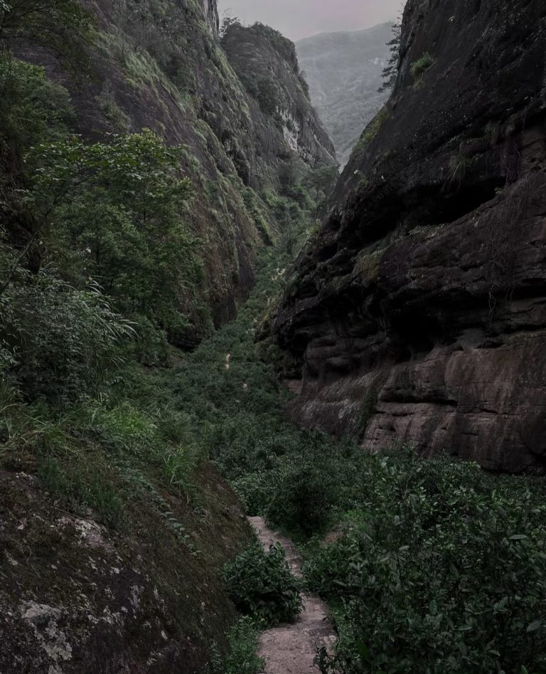 What Makes Wuyi Rock Tea Unique?