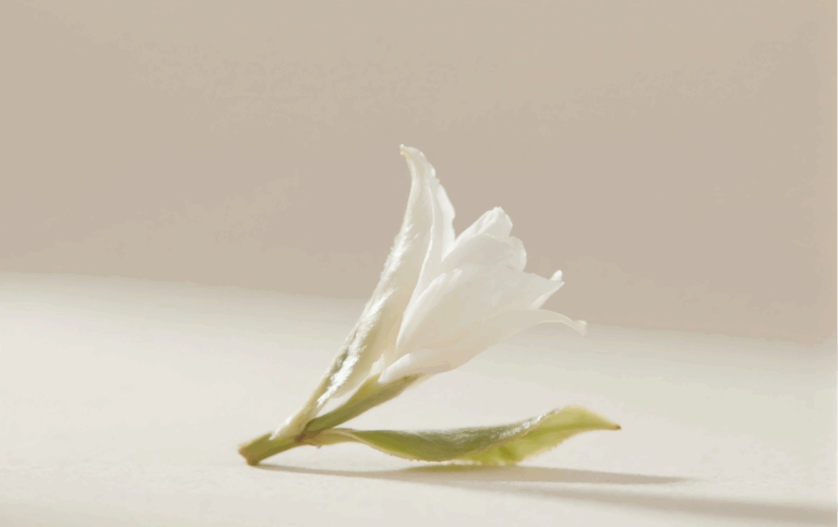 A Beginner's Guide to White Tea