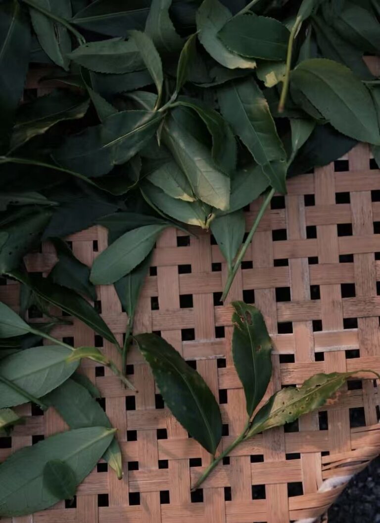Why Your Wuyi Oolong Tastes Watery