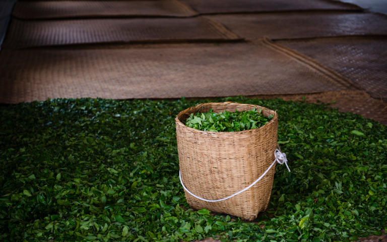 Where Does the Freshness of Spring Tea Come From?