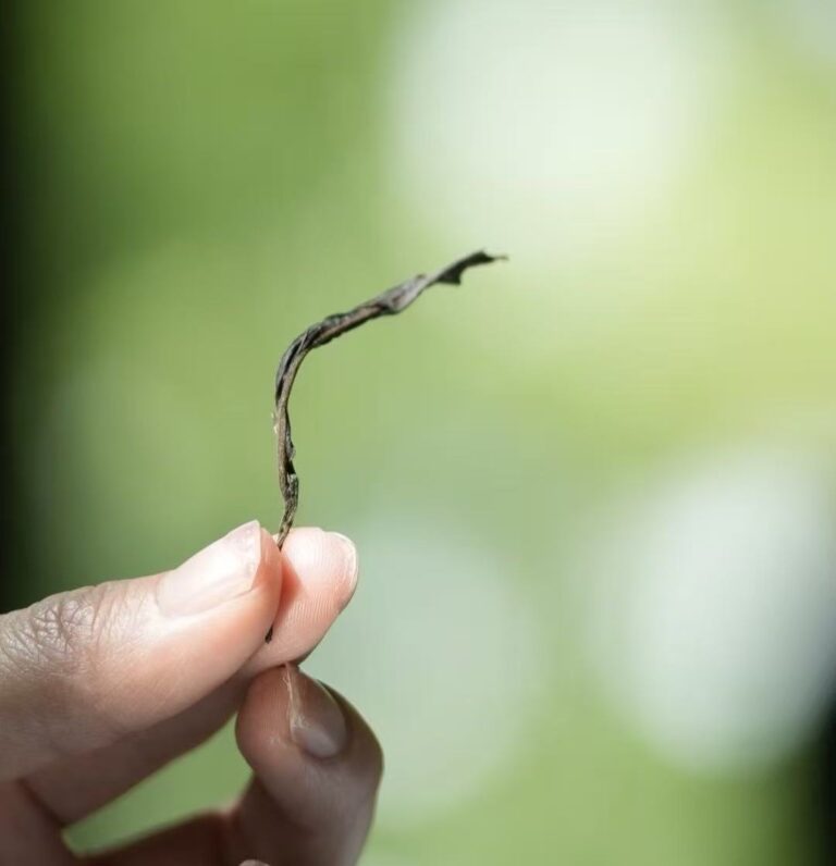 Fenghuang Dan Cong tea leaves close-up